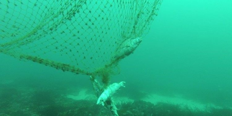 Investigadores de Vigo hallan plástico en peces a más de mil metros de profundidad