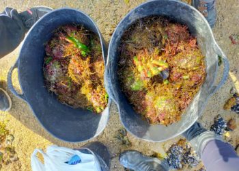 Localizados dos furtivos en una playa de Vigo con 25 kilos de marisco