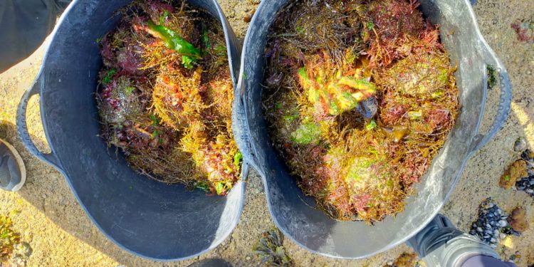 Localizados dos furtivos en una playa de Vigo con 25 kilos de marisco