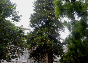 O BNG ameaza a Caballero con acudir ao Seprona se non se retiran as luces da araucaria da Alameda