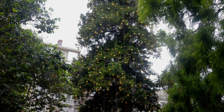 O BNG ameaza a Caballero con acudir ao Seprona se non se retiran as luces da araucaria da Alameda