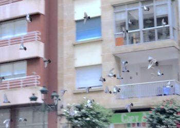 El problema de las palomas y gaviotas