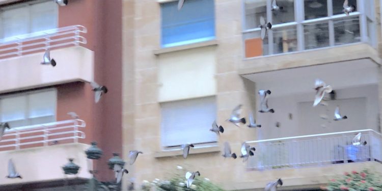 El problema de las palomas y gaviotas