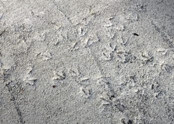 Las huellas de las invasoras