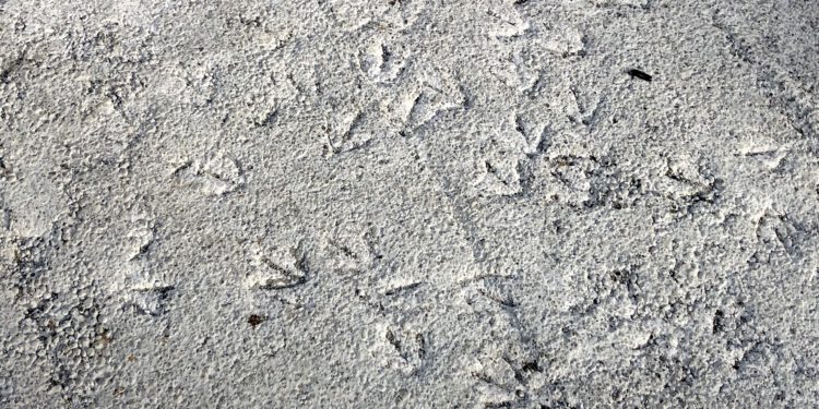 Las huellas de las invasoras