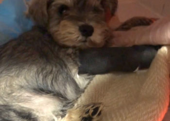 La Guardia Civil investiga en Tui una estafa en la venta de perros a través de internet