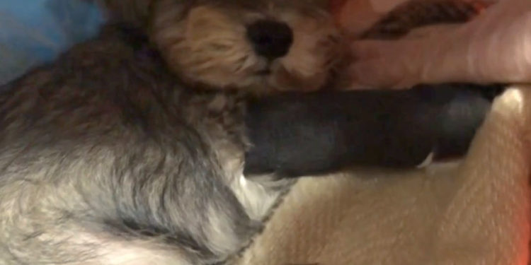 La Guardia Civil investiga en Tui una estafa en la venta de perros a través de internet