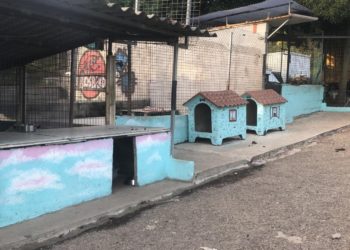 La protectora Os Biosbardos, “sin palabras” tras la intervención artística de Eva Casais