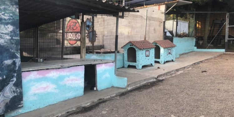 La protectora Os Biosbardos, “sin palabras” tras la intervención artística de Eva Casais