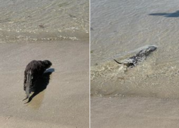 Una nutria, una bañista más en Samil