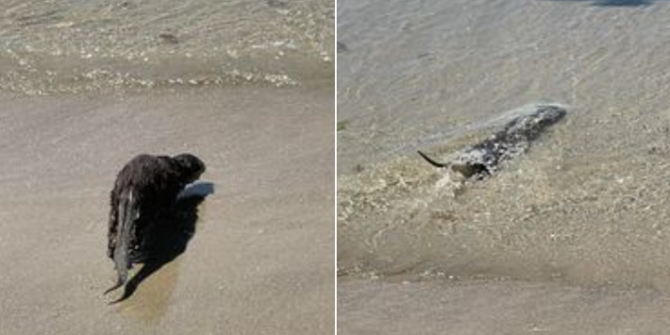 Una nutria, una bañista más en Samil