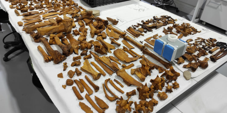 A primeira escavación arqueolóxica en Sálvora descobre “un importante xacemento romano”