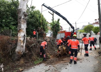 Los bomberos de Vigo talan un árbol de gran porte en Cabral tras caer sobre el tendido eléctrico