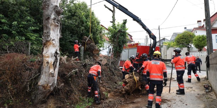 Los bomberos de Vigo talan un árbol de gran porte en Cabral tras caer sobre el tendido eléctrico