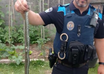 Retiran una serpiente de una casa cercana a un colegio y un instituto en Coruxo