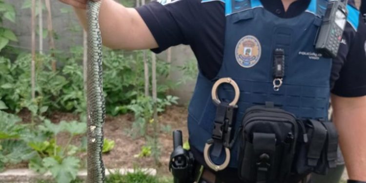 Retiran una serpiente de una casa cercana a un colegio y un instituto en Coruxo
