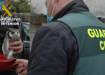 Detenidos por traficar con aves rapaces protegidas