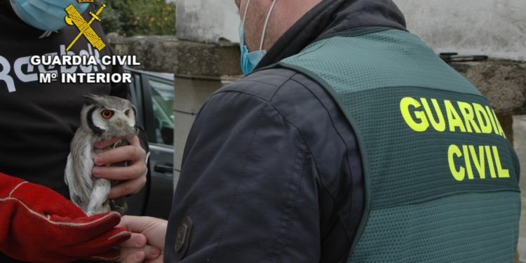 Detenidos por traficar con aves rapaces protegidas