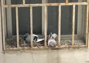 El problema de las palomas urbanas