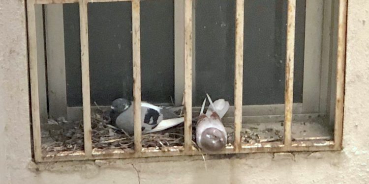 El problema de las palomas urbanas