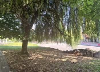 Convocan una ‘plantación protesta’ contra la “desaparición” de un espacio verde de Vigo