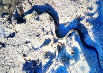 Retiran una serpiente de una playa de Vigo