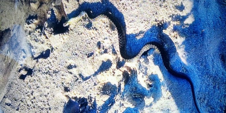 Retiran una serpiente de una playa de Vigo