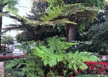 Naturaleza exuberante en la Alameda de Vigo