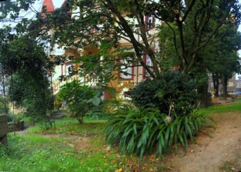 Una selva en la Casa da Xuventude