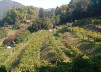 A Deputación abre a poxa para a explotación comercial da uva do Castelo de Soutomaior