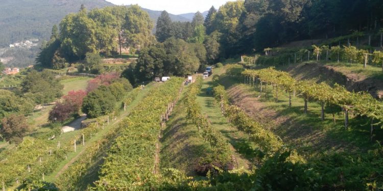 A Deputación abre a poxa para a explotación comercial da uva do Castelo de Soutomaior