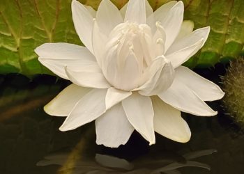 El gran nenúfar de Vigo muestra sus encantos