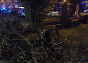 Un árbol de gran porte se cae en la entrada principal de Castrelos durante el concierto de Dani Martín