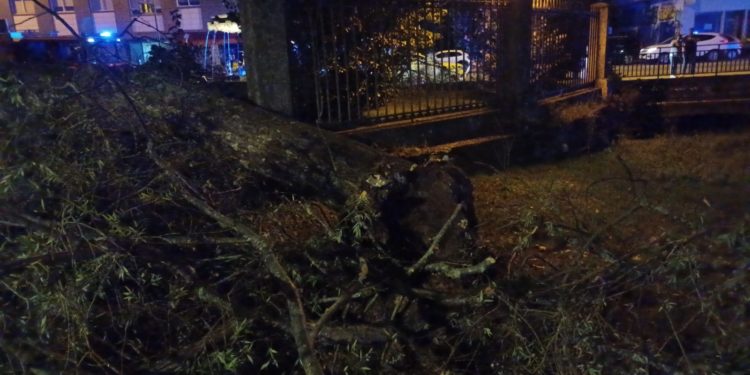 Un árbol de gran porte se cae en la entrada principal de Castrelos durante el concierto de Dani Martín