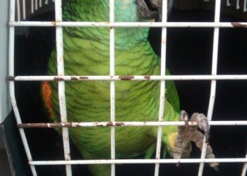 Localizan en Vigo a un loro extraviado