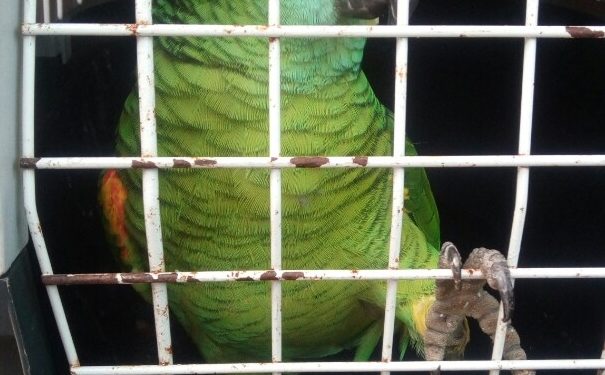 Localizan en Vigo a un loro extraviado