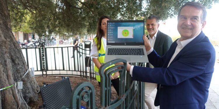 El Olivo del Paseo de Alfonso de Vigo: 200 años y en plena forma