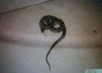 Una vecina de Vigo pide ayuda a la policía porque su gato metió una serpiente en su dormitorio