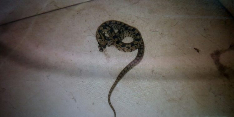 Una vecina de Vigo pide ayuda a la policía porque su gato metió una serpiente en su dormitorio