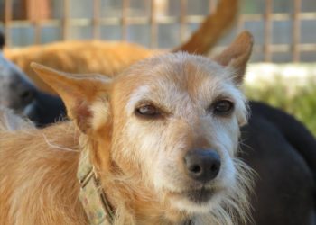 Tomiño pone en marcha ‘Peludos en apuros’, una jornada de adopción de perros y gatos