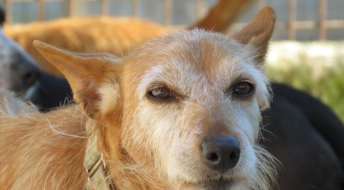 Tomiño pone en marcha ‘Peludos en apuros’, una jornada de adopción de perros y gatos