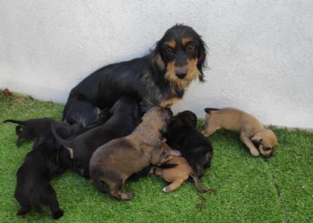 O Centro de Acollida de Protección de Animais rescata dúas camadas con 15 cachorros abandonados