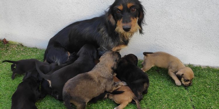 O Centro de Acollida de Protección de Animais rescata dúas camadas con 15 cachorros abandonados