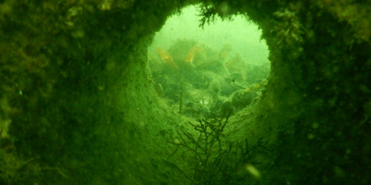 Más de 187 especies viven en los jardines submarinos del Puerto de Vigo en la dársena de A Laxe