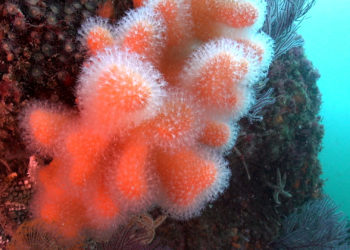 Las Cíes amplían su tesoro: drones subacuáticos localizan nueve hábitats nuevos