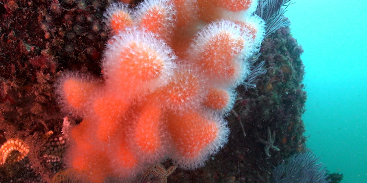 Las Cíes amplían su tesoro: drones subacuáticos localizan nueve hábitats nuevos