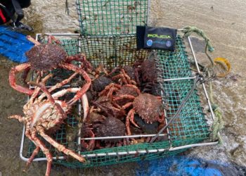 Decomisan en Oia 60 kilos de centollas, en veda en esta época del año