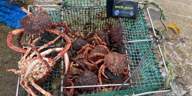 Decomisan en Oia 60 kilos de centollas, en veda en esta época del año