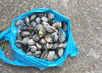 Sorprenden dos veces en 24 horas a un  ‘furtivo’ de 77 años que recogía almeja en Vigo