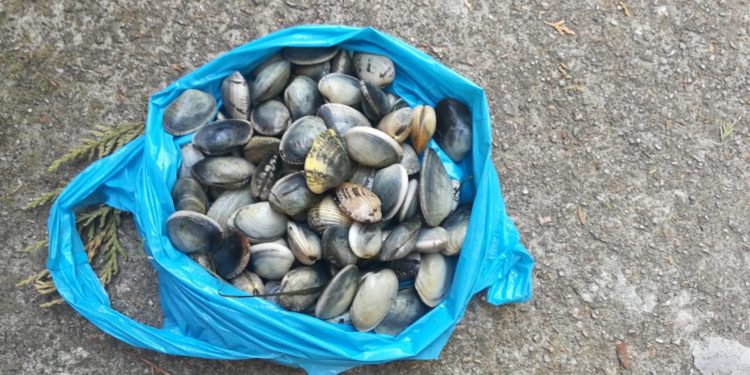 Sorprenden dos veces en 24 horas a un  ‘furtivo’ de 77 años que recogía almeja en Vigo